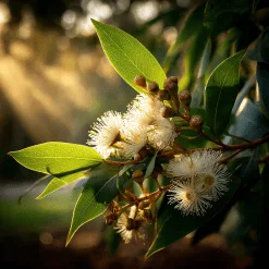 Alternative view of Myrtle - Lemon Myrtle & Eucalyptus