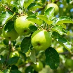 Fresh green apples on tree
